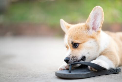 A small dog chews on his owner's flip flop.