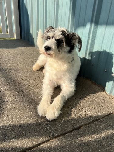 A white and black small dog sits on the ground in the sun at dog training camp.