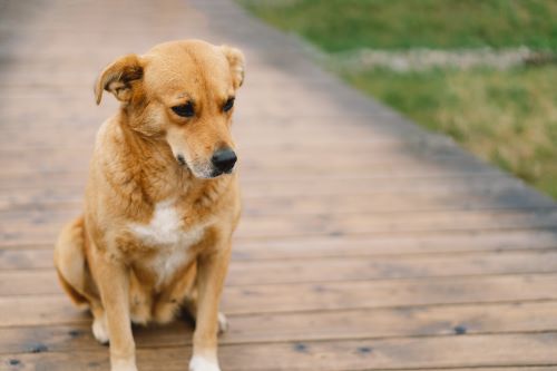 A sad brown dog mourns the passing of a friend.