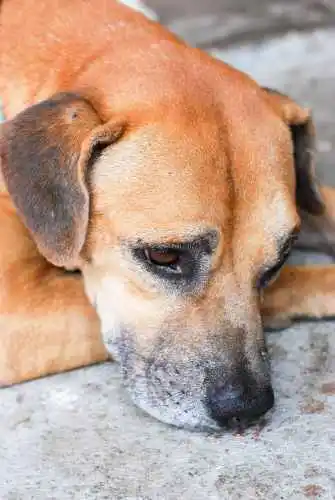 A dad brown dog rests his head on his paws.