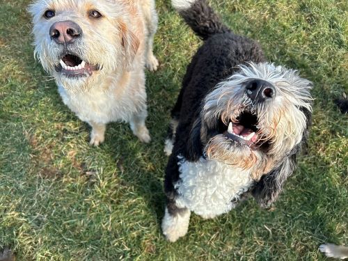 Two shaggy dogs, one black and white, one tan, look up at the camera with mouths open.