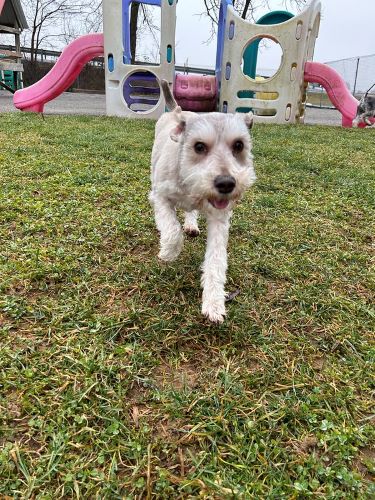 A small white dog runs in front of a plastic play structure at doggie daycare.
