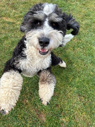 A fluffy black and white dog jumps toward the camera.