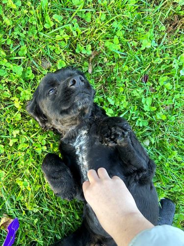 A black puppy lays in a field of green clover.