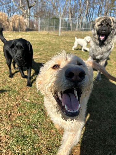 Three happy dogs smile at the camera while running in the grass at dog daycare.