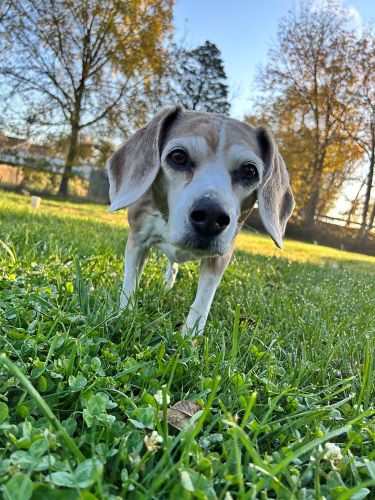 A small dog plays in a local park.