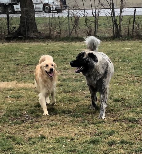 Two rescue dogs playing at dog daycare.