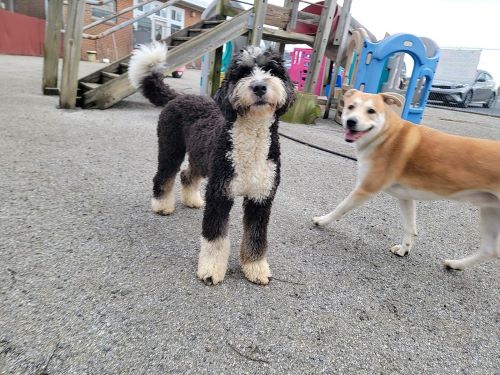 A black and white dog and a brown dog socializing at dog daycare.