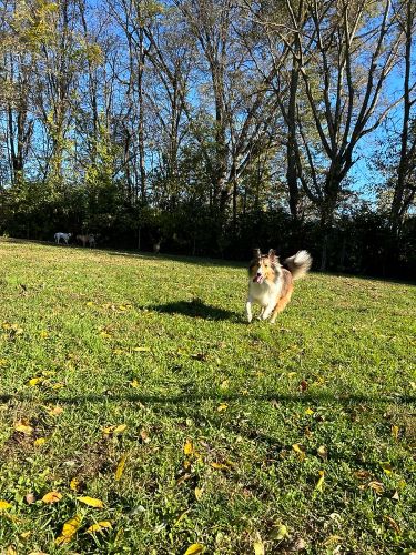 A beautiful dog with long hair runs through a green field.