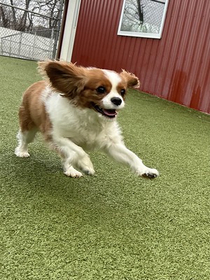 An energetic small and white pup running at dog daycare.