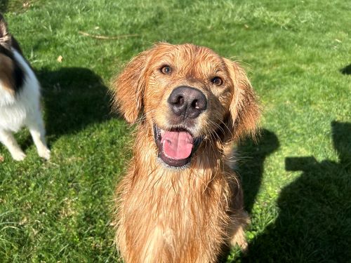 A happy tan golden retriever is pictured against a green lawn, dripping with water from outdoor play.