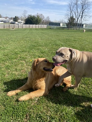 Two dogs meeting in an wide play yard for the first time.