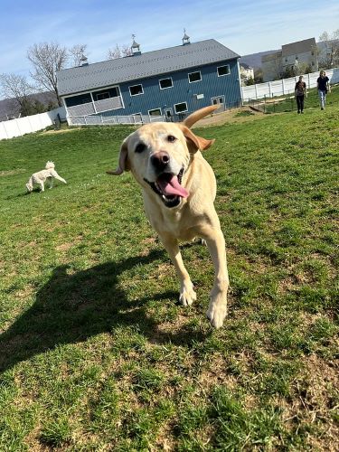 A yellow lab runs through a field.