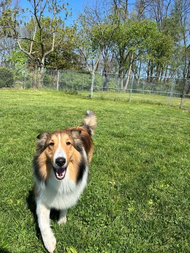 A border collie is running through a green yard on a nice day.