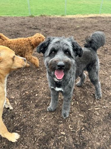 A fluffy grey dog smiles at the camera.