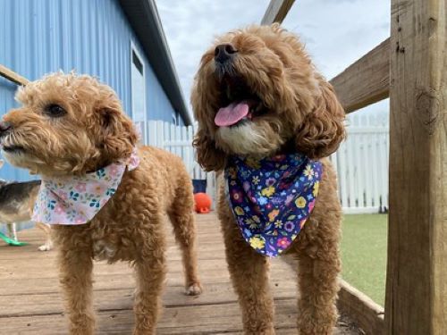 Two well-groomed dogs with bandanas are pictured on a porch.