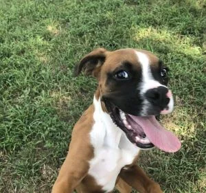 happy puppy at Greenlin's Hershey location