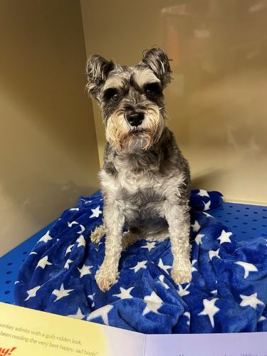 A small grey and brown dog lies on a blue blanket with white stars. He is being read a bed time story.