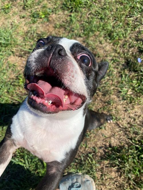 A playful black and white French bulldog with his mouth open happily jumps on the photographers leg, before a backdrop of green grass.