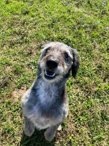 A happy grey dog sits on his hind legs in a field of green grass and wildflowers.