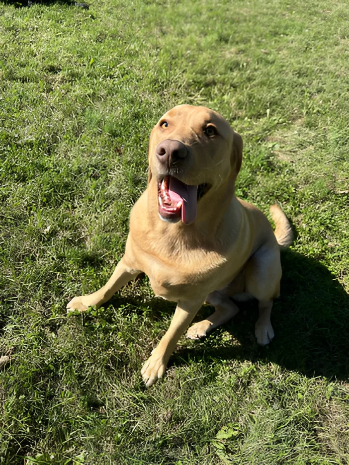 A smiling yellow lab sits in the grass.