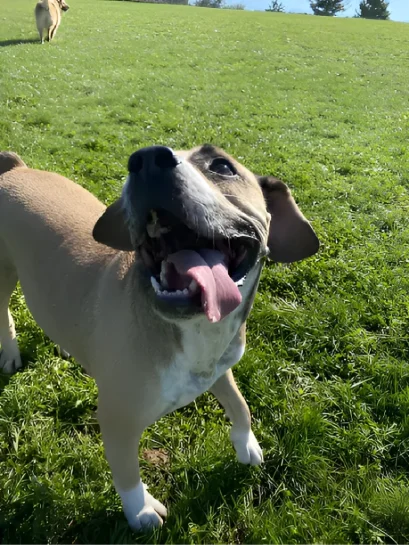 A happy puppy with his tongue hanging out against green grass.