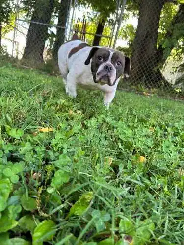 A small black and white boxer walks through bright green clover.