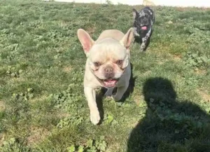 A small tan dog with big pointy ears runs toward the camera with a small black dog following him.