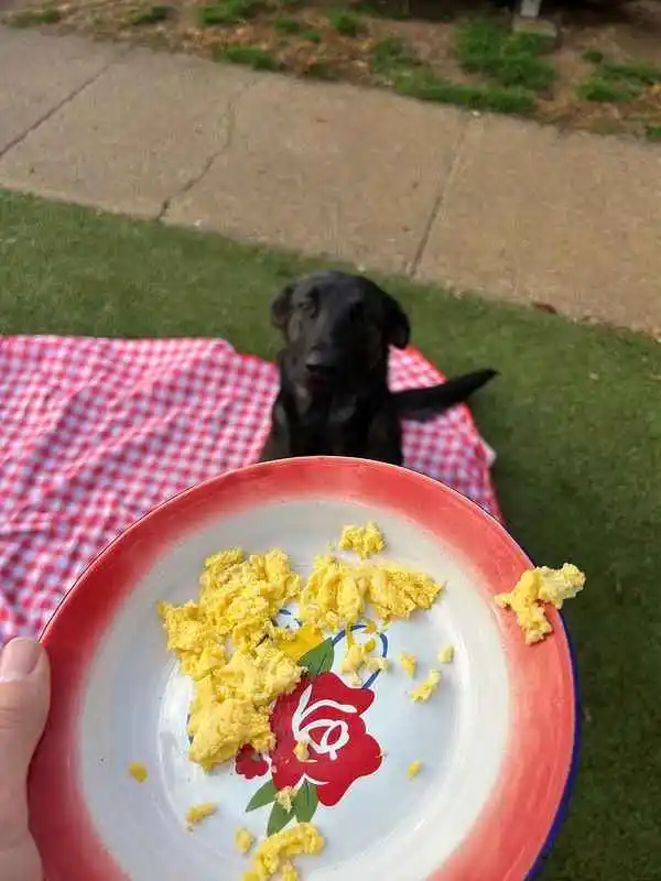 A red plate with scrambled eggs, and a black dog on a red blanket looking at the food.