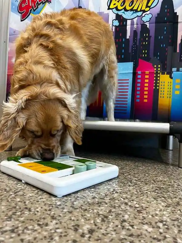 Dog playing games