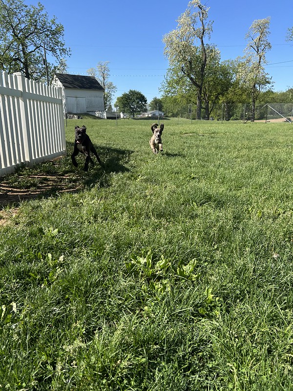 Two dogs running and playing on a grassy lawn near a white fence on a sunny day, surrounded by blooming trees and a garden.