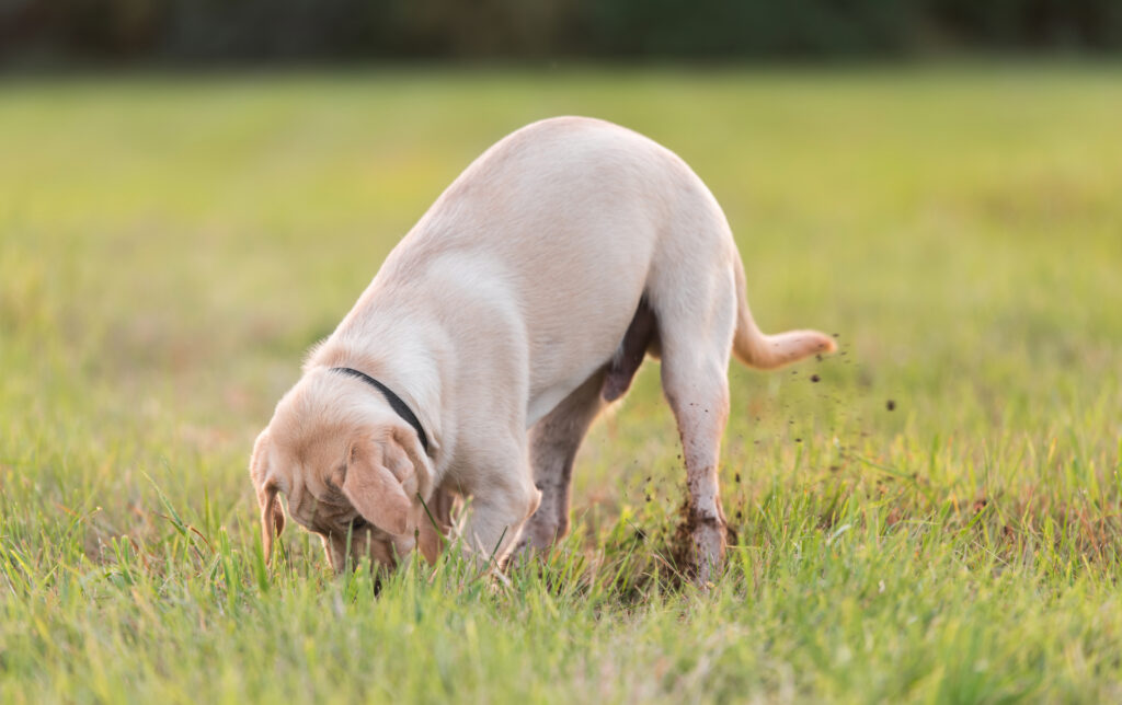 A small yellow lab digs a hole in the grass.