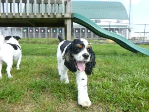 happy puppy at greenlin east daycare