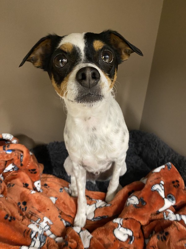A small black and white dog shivers by an orange blanket, afraid of thunder.