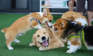 dogs transitioning to a new daycare