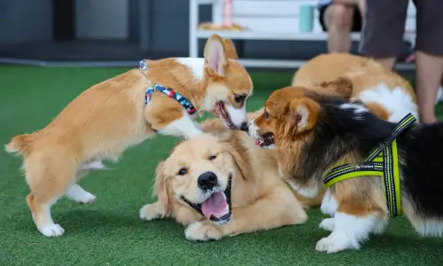 dogs transitioning to a new daycare