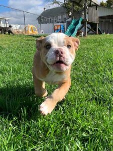 puppy in greenlin east puppy obedience training course