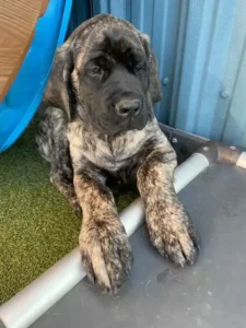puppy relaxing at greenlin camp hill puppy academy