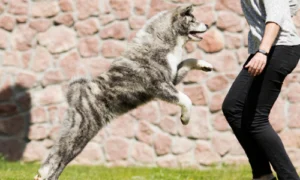 A Japanese akita jumping on a guest out of excitement
