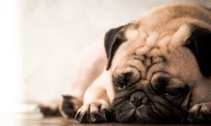 A pug lying down and looking depressed from separation anxiety.