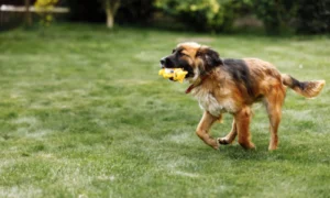 Mixed breed dog running in a yard at doggy daycare for high-energy breeds.