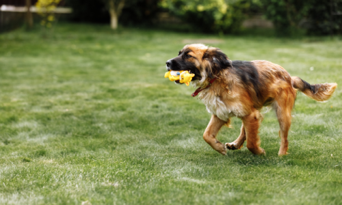 Mixed breed dog running in a yard at doggy daycare for high-energy breeds.