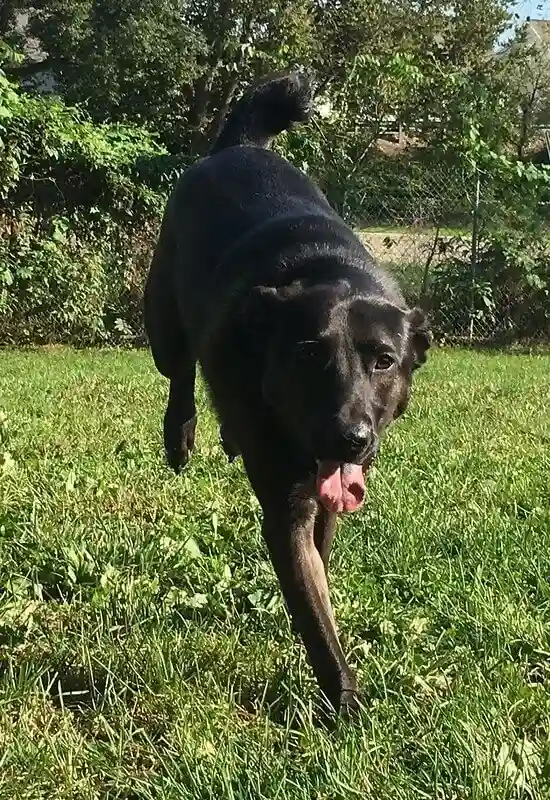Dogs Playing at Greenlin West Pet Resort