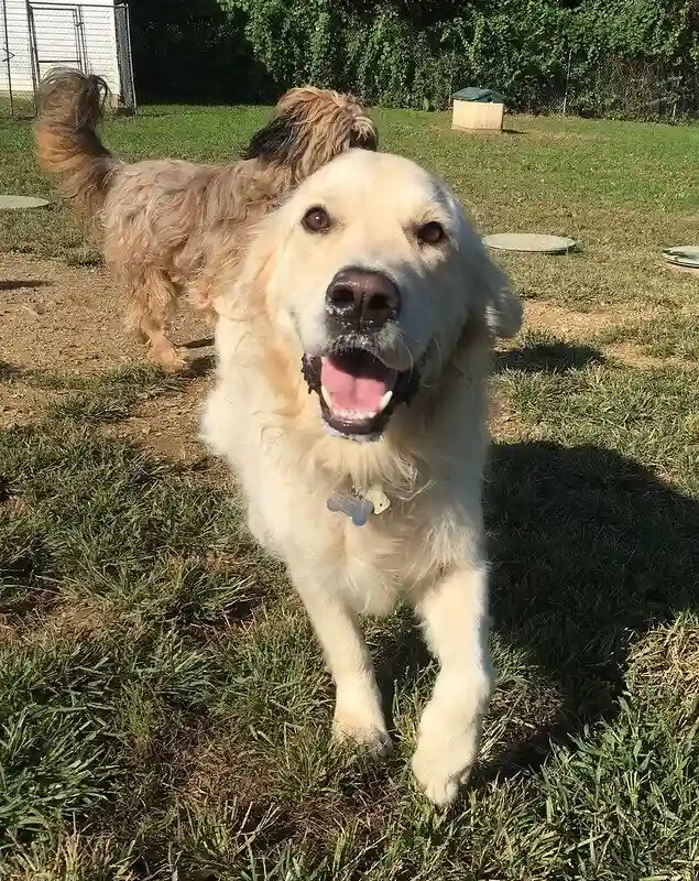 Happy golden retriever running across grass at a dog daycare.