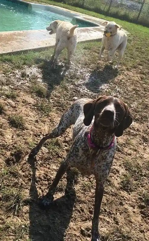 Dogs Playing at Greenlin West Pet Resort