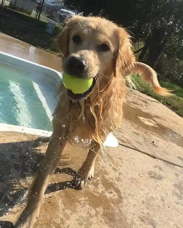 Wet golden retriever holding a tennis ball while stepping out of a dog pool.
