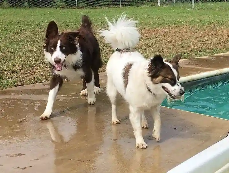 Dogs Playing at Greenlin West Pet Resort