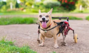 a special needs dog enjoying time outside at daycare