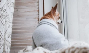 An old chihuahua in a sweater staring out a window in winter.