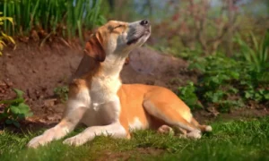 a dog enjoying the spring weather